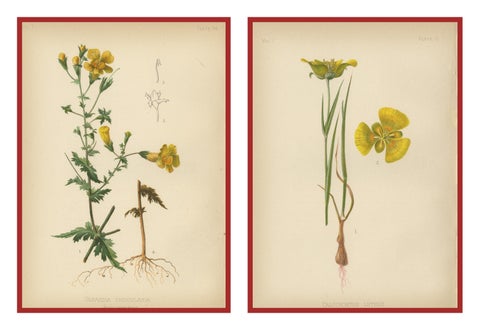 Native US Flora - Two Original Botanical Chromolithograps, 1879, view 4