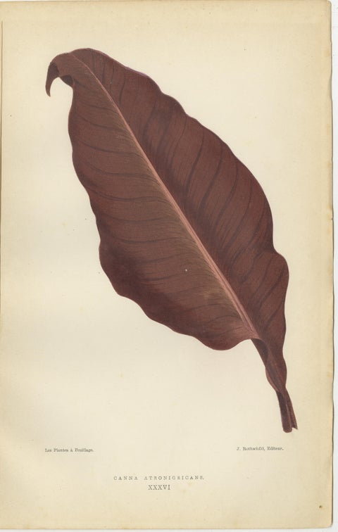 Heritage Botanicals: A Triptych of 1880 Parisian Flora, view 3