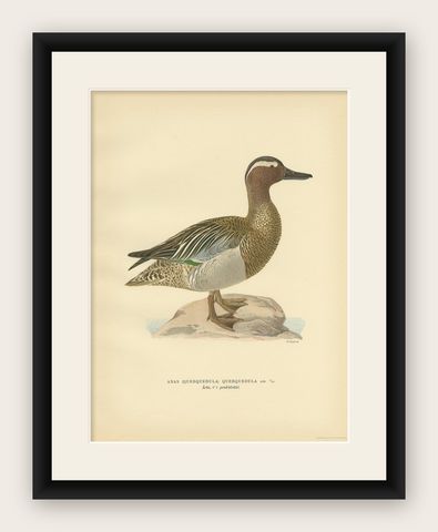 Antique Bird Print of the Garganey Duck by Von Wright '1929', shown framed