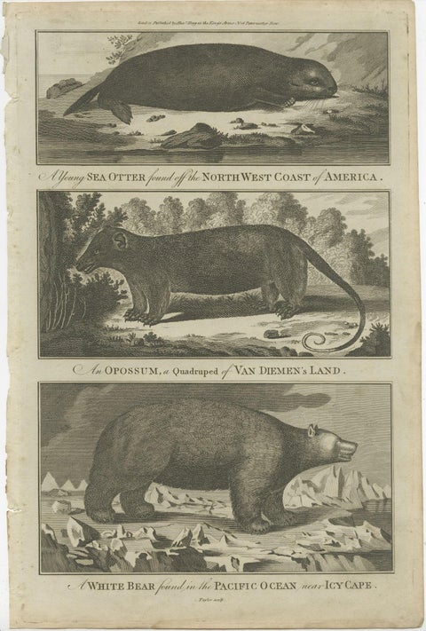 Antique Print of a Sea Otter, an Opossum, and a White Bear, c.1784, close-up 1