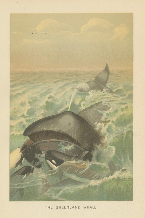 Greenland Whale, Antique Marine Chromolithograph, Royal Natural History, 1894, close-up 1