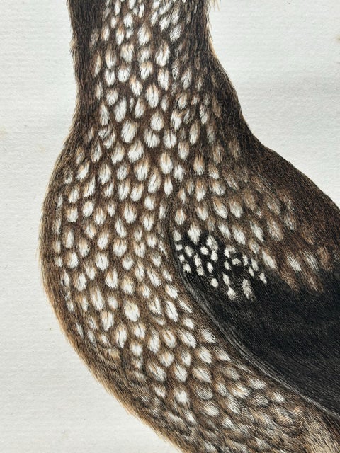 Spotted Nutcracker, Antique Bird Engraving by Nozeman and Sepp, 1770, view 5