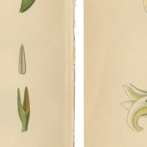 Spiranthes Splendor: Vintage Botanicals from 1904, close-up 2