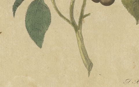 Exotic Finches and Hummingbird, Antique Bertuch Print, Vienna, circa 1805, close-up 2