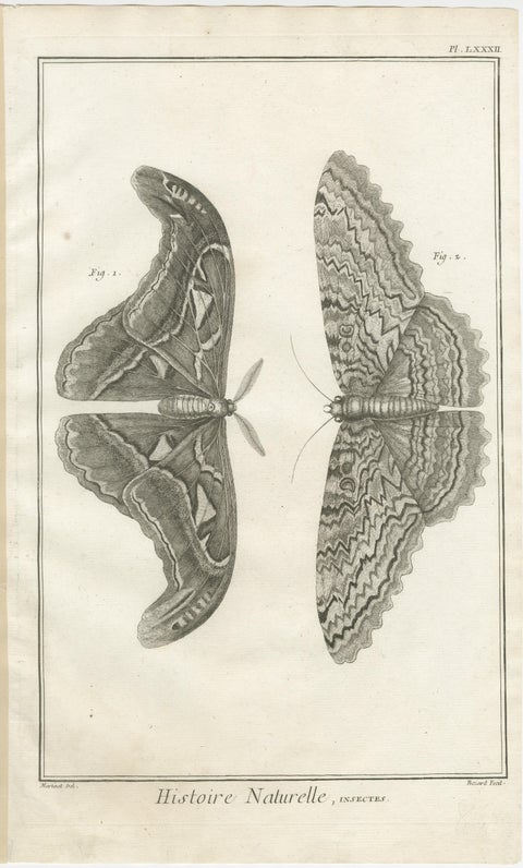 Set of Three Antique Engravings, Butterflies and Moths, 18th Century c.1770, view 4