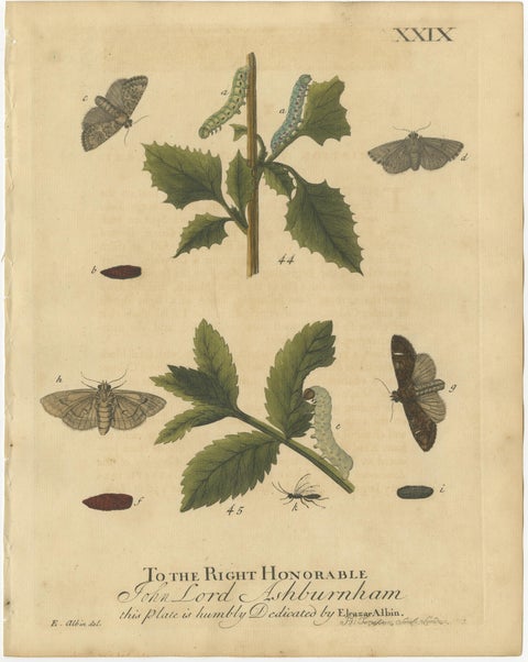 Antique English Moths & Caterpillars on Woodland Plants, Hand-Colored 1720, view 2