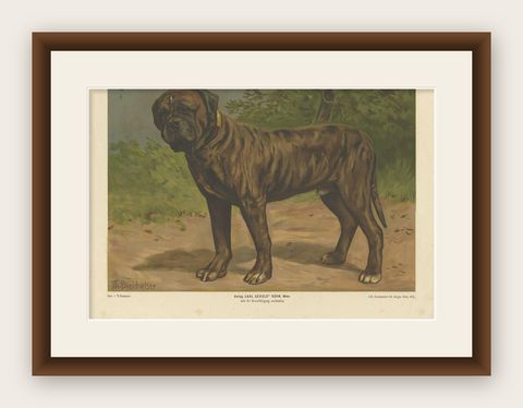 Antique Print of a Boxer Dog by Th. Breidwiser, 1879, shown framed