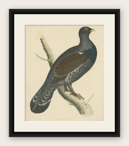Original Antique Print of a Capercaillie Bird, shown framed