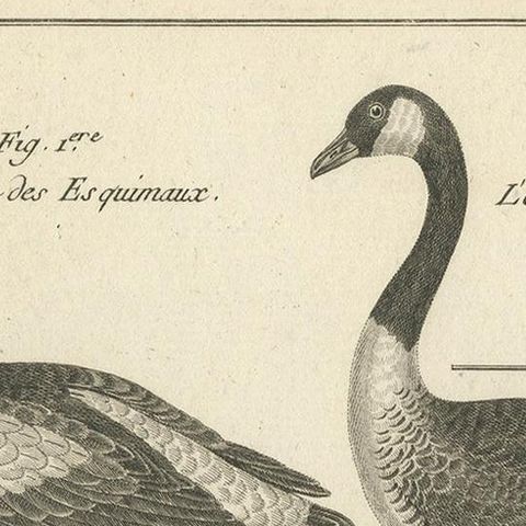 Antique Bird Print of Various Geese by Bonnaterre, '1790', close-up 1