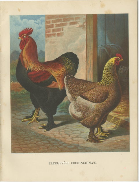 The Magnificent Partridge Cochinchina - A Rare 19th Century Poultry Lithograph, view 2