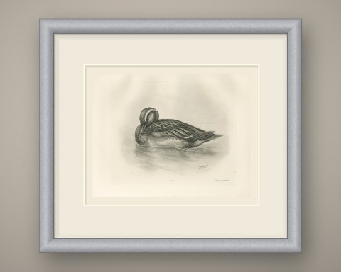 Garganey Drake Preening on the Water after Lilian Medland, c. 1909, shown framed