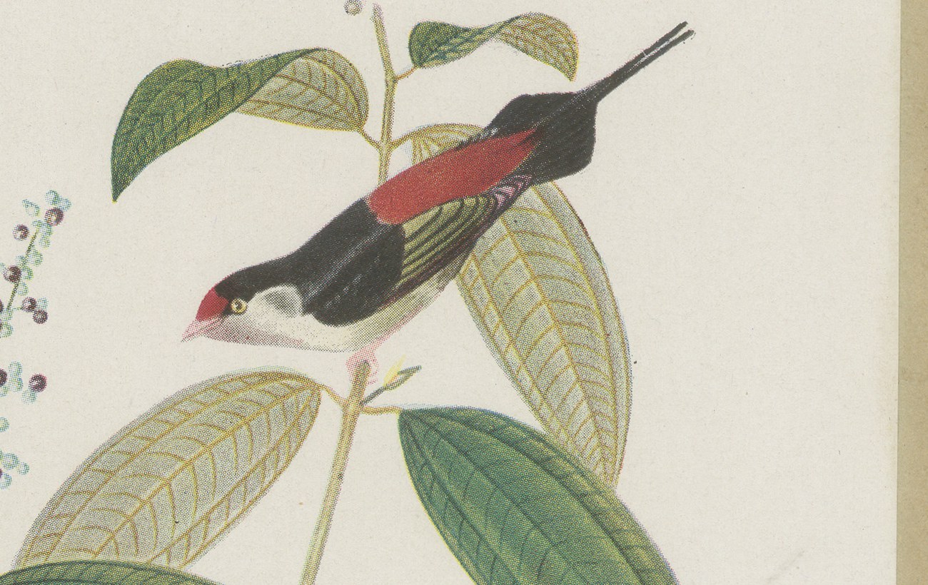Cotingas and Long-Tailed Manakins, Brazilian Bird Print, Descourtilz, 1944, view 3