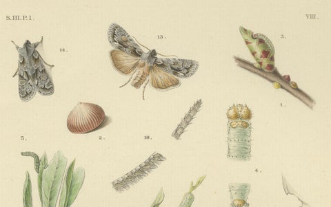 Antique Moth Pair Xylina Lambda Ortholithia by Sepp & Brants - Handcolor, 1905, close-up 2