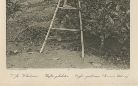 Coffee Picker Portrait, Deli Plantations, Sumatra, Dutch East Indies, c.1900, close-up 5