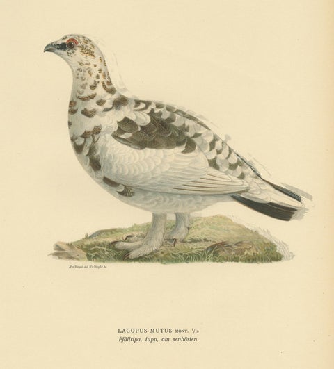 Antique Bird Print of the Rock Ptarmigan by Von Wright '1917', view 3