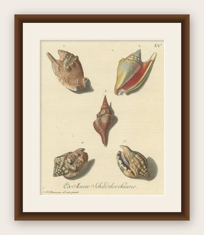 Original Antique Print of Various Seashells by G.W. Knorr, ca.1770, shown framed
