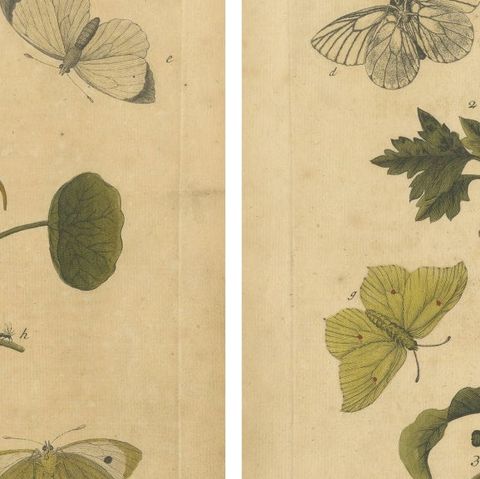 Early English Butterflies, Large White, Peacock & Red Admiral, Albin 1720, close-up 1