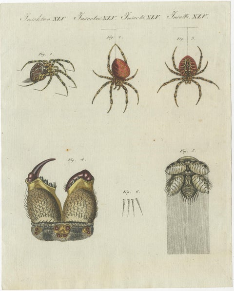 Set of Two Antique Prints of Various Insects Including Spiders and Mites, view 2