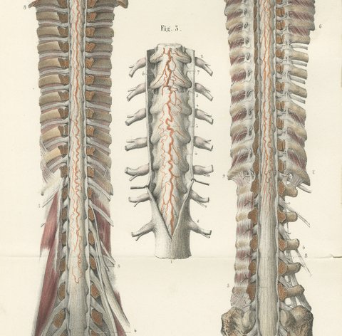 Arteries of the Brain and Spinal Cord, Hirschfeld Double Folding Plate, 1866, view 4