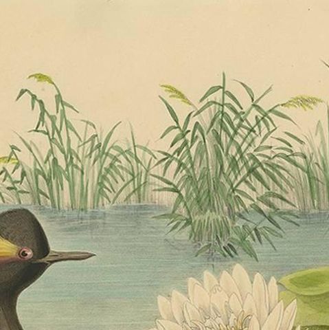 Antique Bird Print of Two Black-Necked Grebes Made after D.G. Elliot, 1869, close-up 1