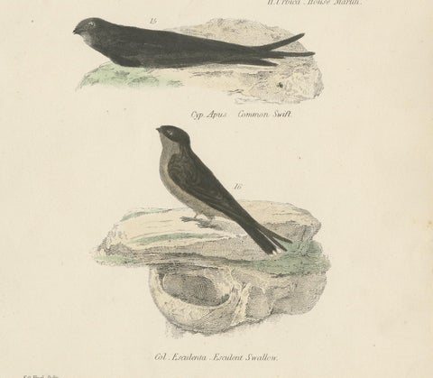 Antique Bird Print of the House Martin and Other Birds by Richardson, circa 1860, view 4