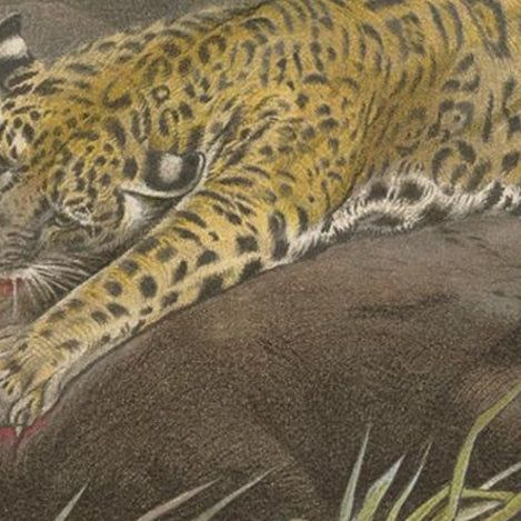 Antique Print of a Jaguar by Brehm, 'c.1890', close-up 1
