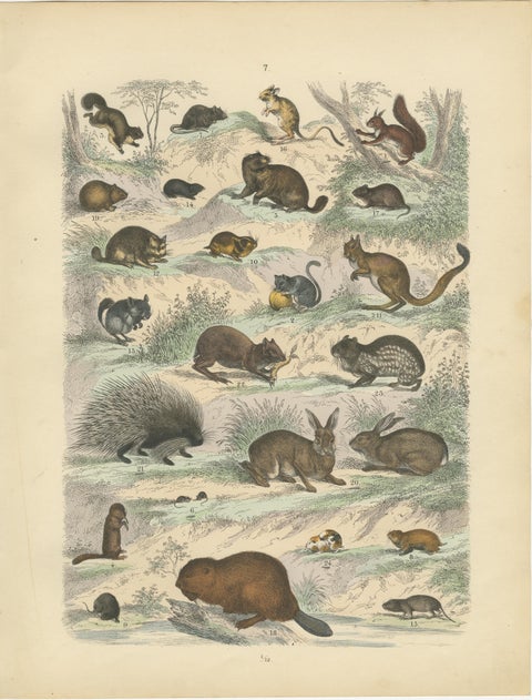 Rodents & Small Mammals Print: Beaver, Squirrel, Porcupine, Antique 1867, view 2