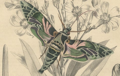 "Oleander Hawk-Moth Lifecycle" - Hand-Colored Plate, 1846, close-up 3