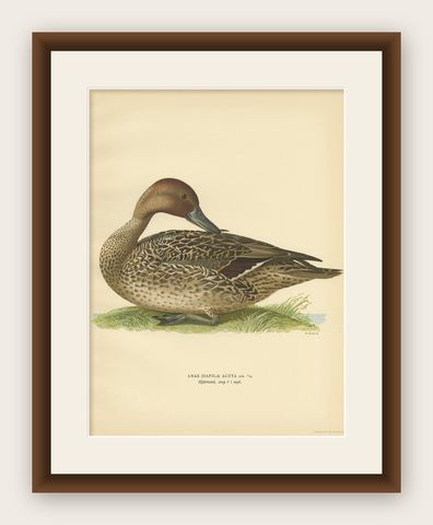 Antique Bird Print of a Male Northern Pintail by Von Wright '1929', shown framed