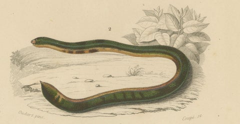 Snake Print of Worm Snake, Philippine Uropeltis and Amphisbaena, c.1850, close-up 2