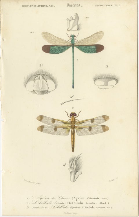 Antique Dragonfly Print, Agrion de Chine, French Natural History Engraving 1800, view 2