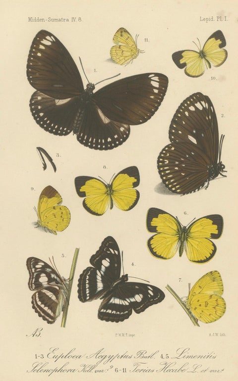 Antique Butterfly Prints (Set of 2), Sumatra Lepidoptera c.1887, close-up 1