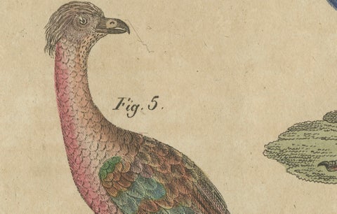 Antique Hand-Colored Crested Birds Engraving, Bertuch, c. 1800, close-up 2