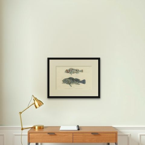 Museum-Quality Illustration of Rare Pacific Fish, Hand-Colored 1846, shown framed on a wall