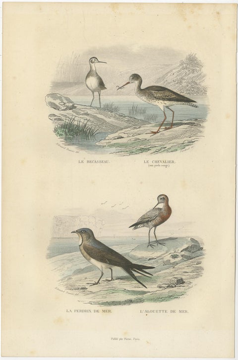 Set of 3 Antique Bird Prints of various Wading Birds and Seabirds (c.1850), view 2