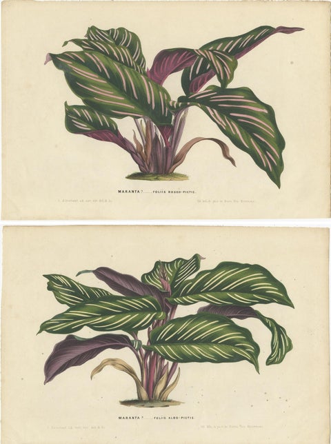 Set of 2 Antique Botany Prints of Maranta Plant Species by Van Houtte, '1848', view 4