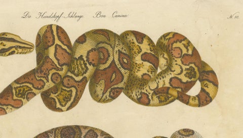 Antique Hand-Colored Boa Constrictor Snake Lithograph by Brodtmann, 1816, close-up 5