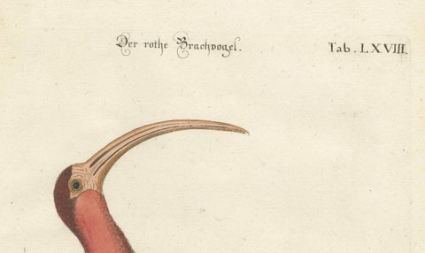 Hand-Colored Engraving of the Red Curlew by Johann Michael Seligmann, ca.1770, close-up 3