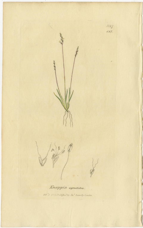 Set of 9 Antique Botanical Engravings of Grasses & Wildflowers, c.1830, view 4