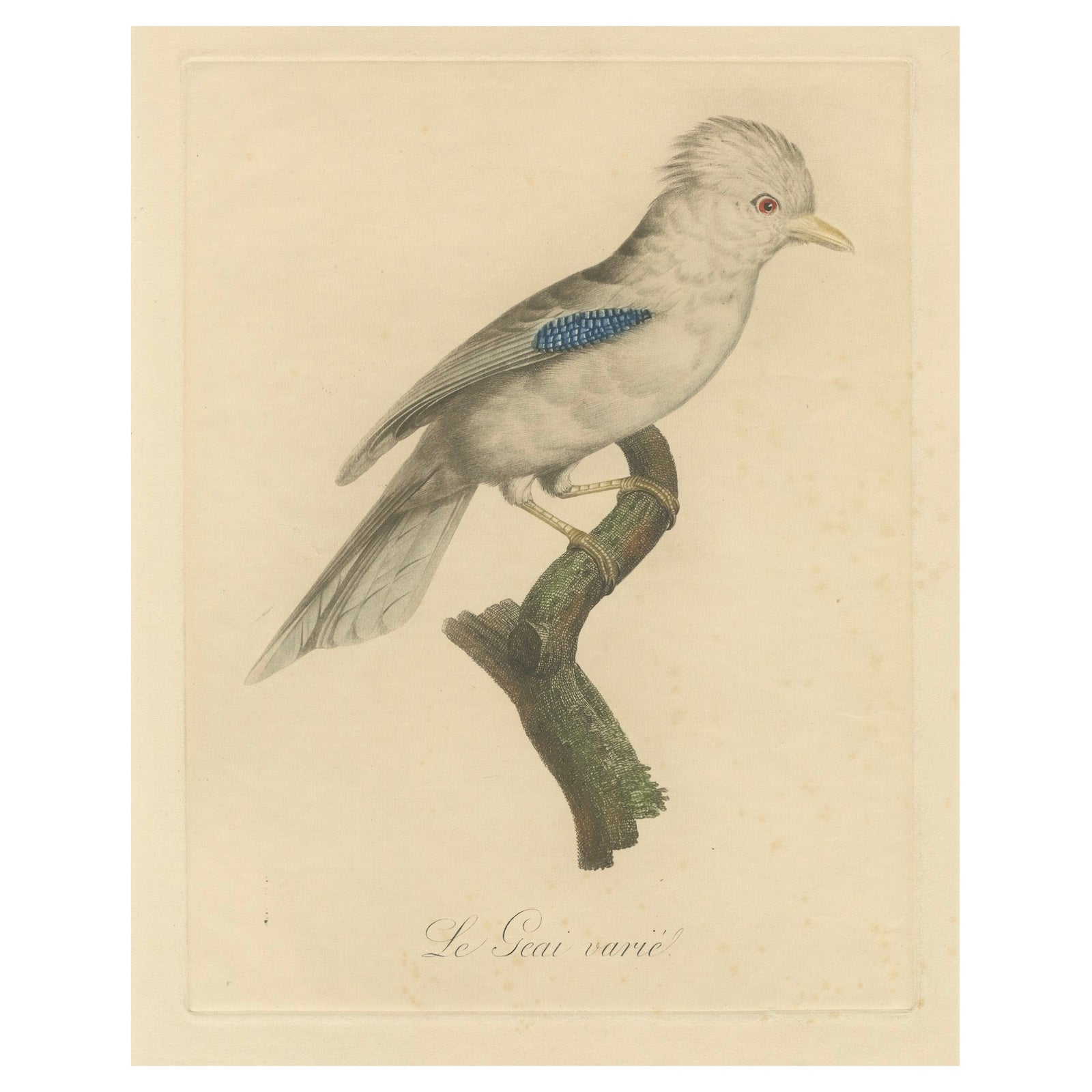 Le Geai varié (The Varied Jay): A 19th-Century Hand-Colored Bird Print