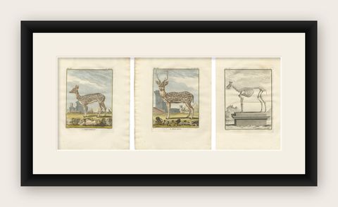 Buffon Axis Deer Prints Set of 3, Male Female & Skeleton, 1775, shown framed