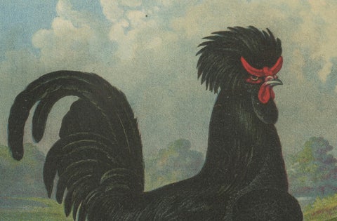 The Majestic Crèvecœur - A Rare 19th Century Poultry Lithograph, close-up 2