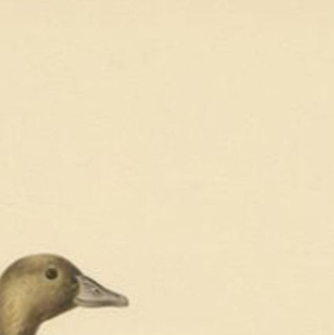 Antique Bird Print of the Female White-Fronted Goose, 1929, close-up 1