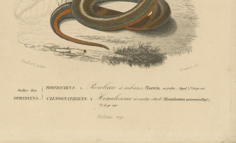 Snake Print of Banded Snake and Red-Striped Snake, c.1850, by Orbigny, close-up 1