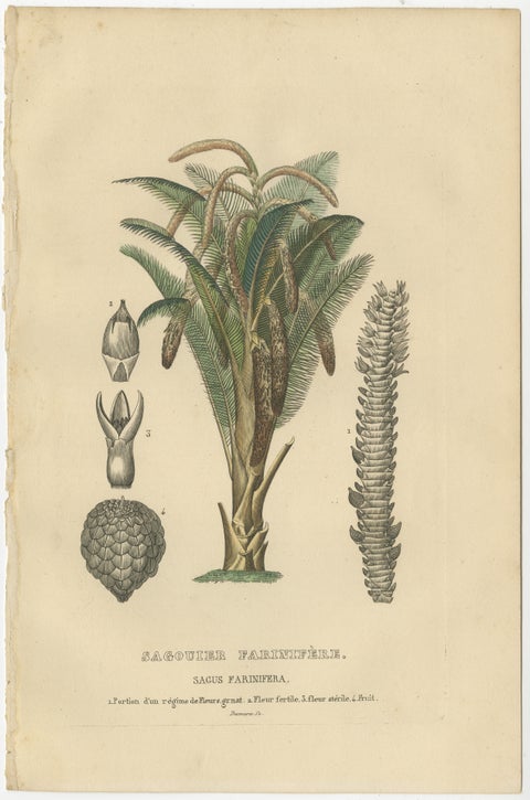 19th Century Sago Palm Tree Antique Engraving Original Handcoloring, 1845, view 2