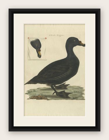 Common Scoter, Antique Bird Print ‘Anas Nigra’ by Nozeman & Sepp, 1770, shown framed