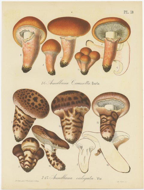 Set of 8 Antique Mycology Prints of Various Fungi by Barla, circa 1890, view 6