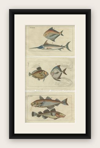 Set of 3 Antique Fish Prints, Sword Fish, John Dory, Haddock, 1832, shown framed