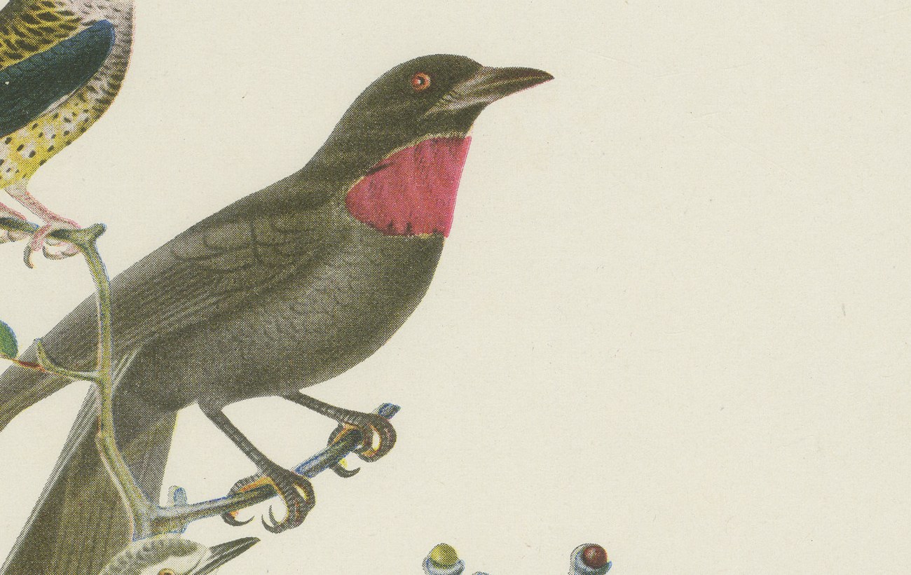 Swallow-Tailed Cotinga and Fruitcrow, Brazilian Bird Print, Descourtilz, 1944, view 4