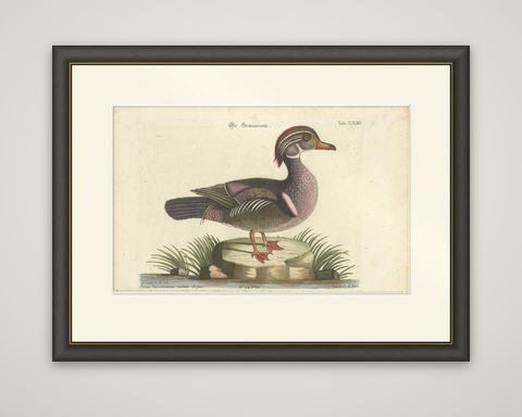 Wood Duck, Die Sommerente / Canard d’Été, after Mark Catesby, Seligmann, c.1770, shown framed
